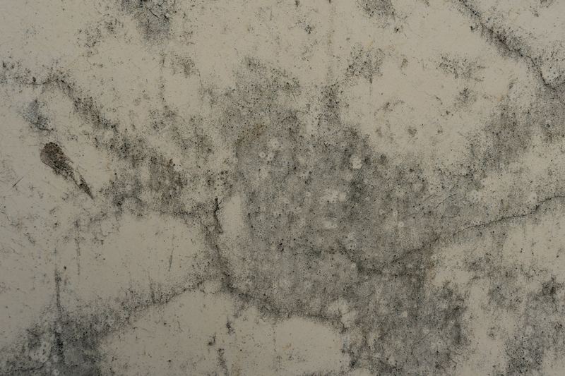 Close-up of mould growing on a textured surface